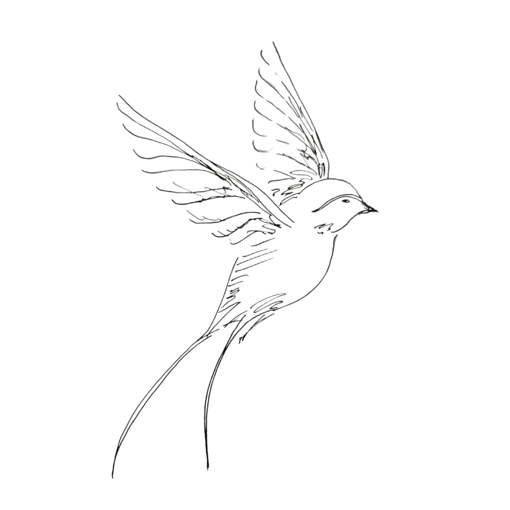 Bird Drawing