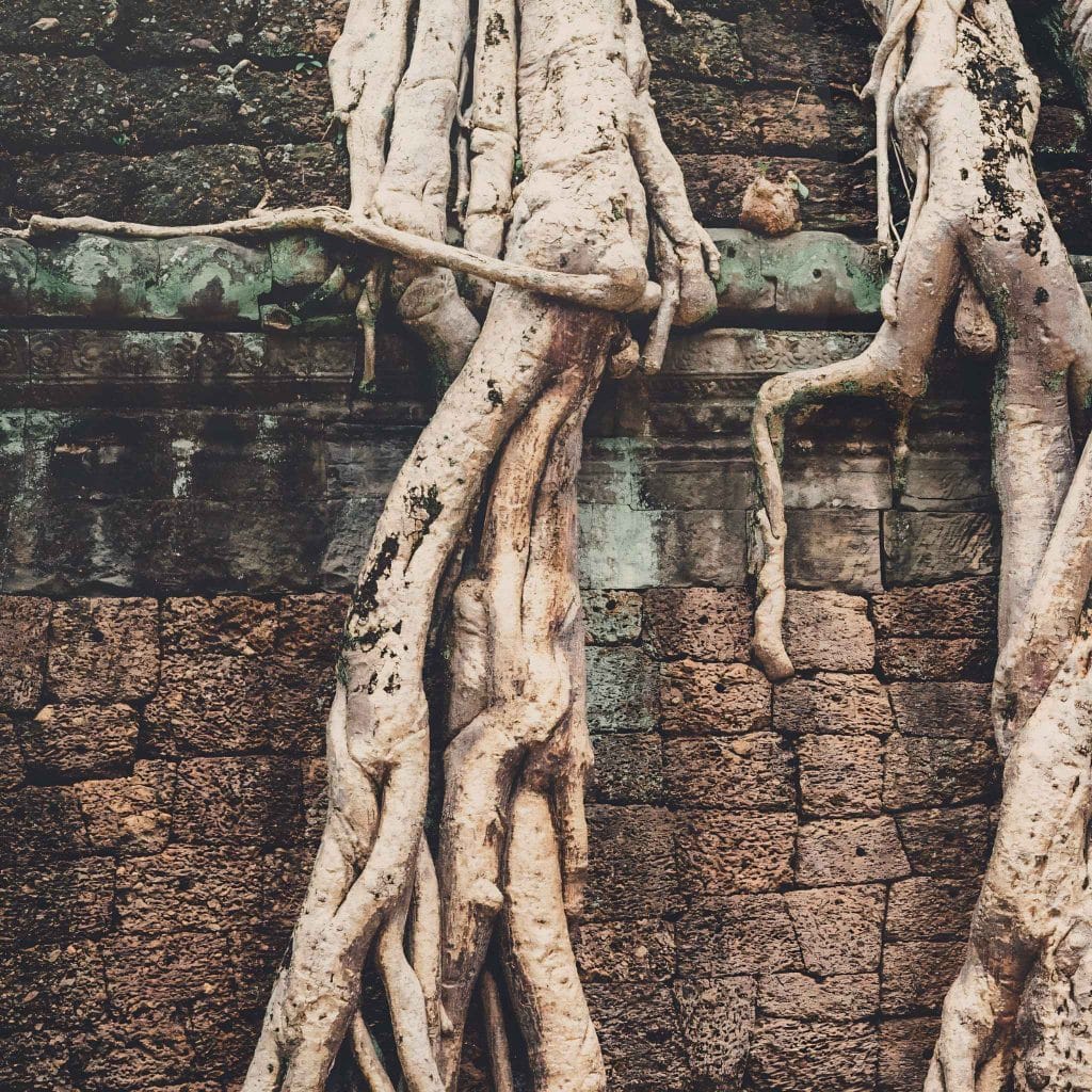 Symbology of tree roots growing down deep over a wall.